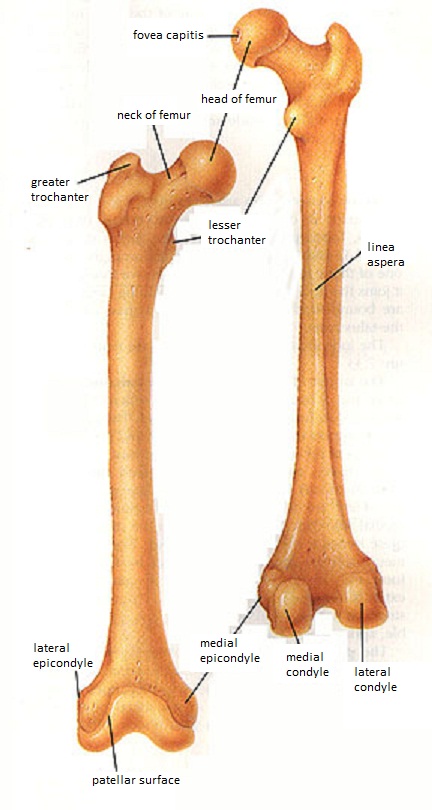 Skeletal System Diagrams